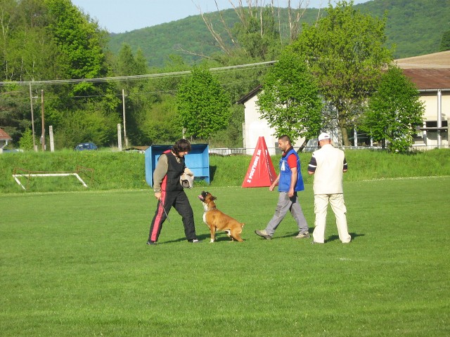 www.atibox.net * www.euroboxer.eu * www.boxergenealogia.eu